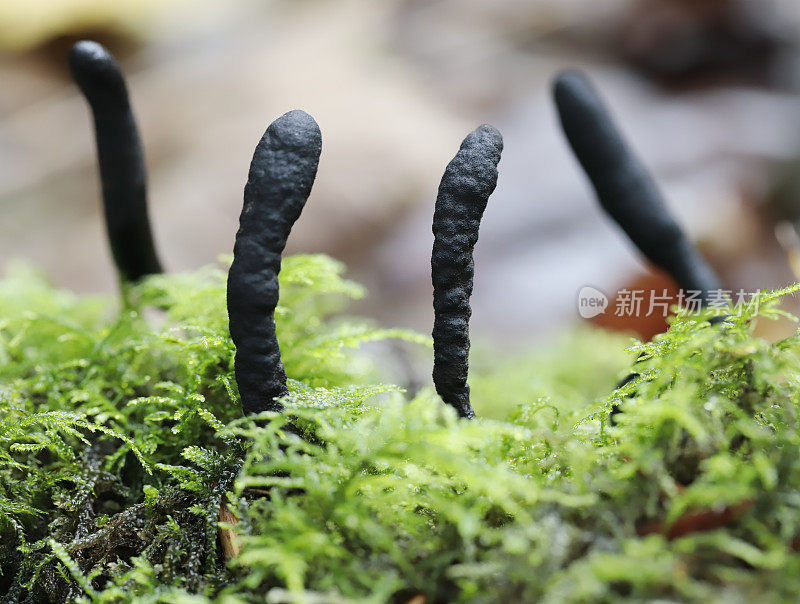 死人的手指(Xylaria polymorpha)